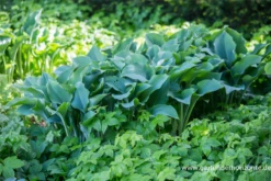 Graublaue Garten-Funkie „Krossa Regal“ 10 Graublaue Garten-Funkie „Krossa Regal“ -Blumen Risse Verkaufsladen P2002333 3 800x800