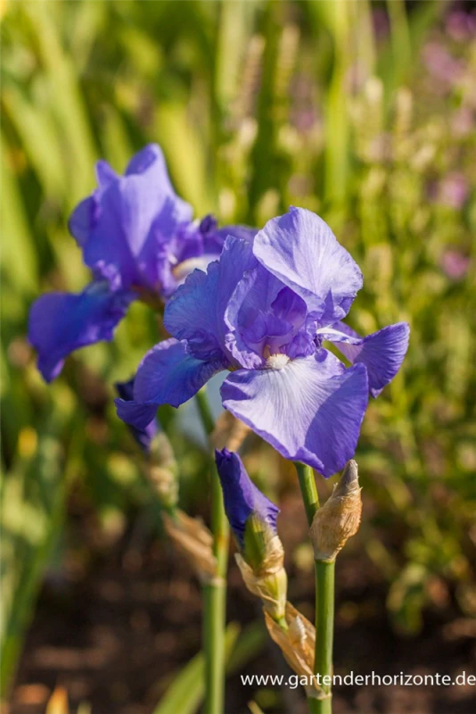 Hohe Bartiris „Foamy Wave“ 3 Hohe Bartiris „Foamy Wave“