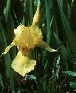 Hohe Garten-Schwertlilie „Goldfackel“