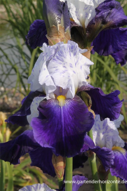 Hohe Bartiris „Night Edition“ 3 Hohe Bartiris „Night Edition“