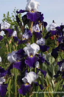 Hohe Bartiris „Night Edition“ 7 Hohe Bartiris „Night Edition“ -Blumen Risse Verkaufsladen P2002513 2 800x800