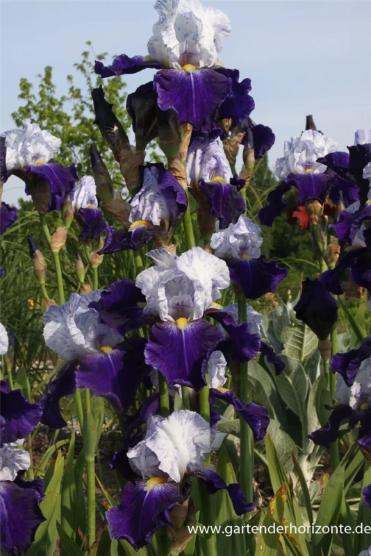 Hohe Bartiris „Night Edition“ 4 Hohe Bartiris „Night Edition“ – Bild 2