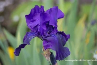 Hohe Bartiris „Superstition“ 5 Hohe Bartiris „Superstition“ – Bild 3