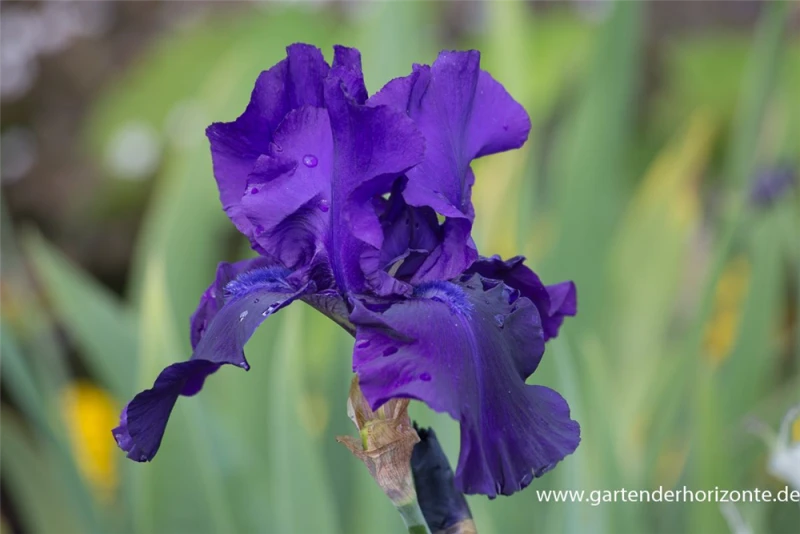 Hohe Bartiris „Superstition“ 3 Hohe Bartiris „Superstition“