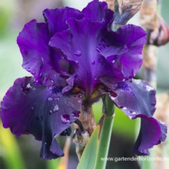 Hohe Bartiris „Superstition“ 7 Hohe Bartiris „Superstition“ -Blumen Risse Verkaufsladen P2002545 2 800x800