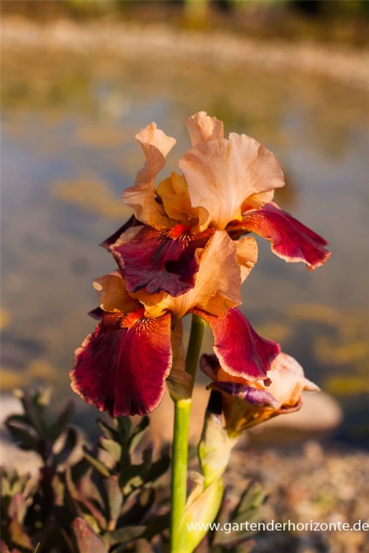 Hohe Bartiris „Wine And Roses“ 3 Hohe Bartiris „Wine And Roses“