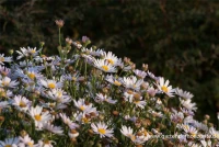 Garten-Schönaster „Madiva“ 9 Garten-Schönaster „Madiva“ – Bild 7