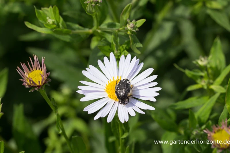Garten-Schönaster „Madiva“ 4 Garten-Schönaster „Madiva“ – Bild 2