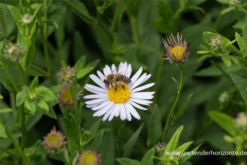 Garten-Schönaster „Madiva“ 16 Garten-Schönaster „Madiva“ -Blumen Risse Verkaufsladen P2002692 3 800x800