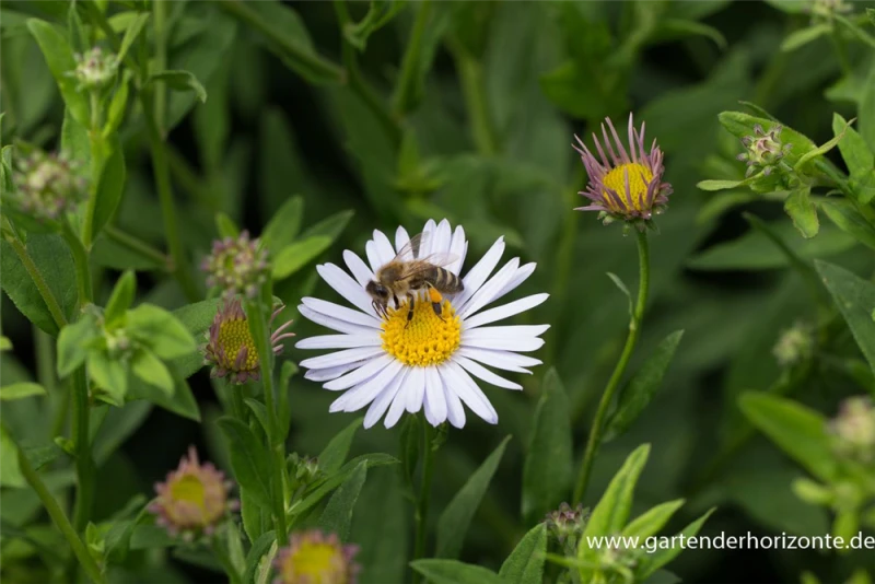 Garten-Schönaster „Madiva“ 5 Garten-Schönaster „Madiva“ – Bild 3