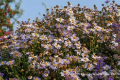 Garten-Schönaster „Madiva“ 17 Garten-Schönaster „Madiva“ -Blumen Risse Verkaufsladen P2002692 4 800x800