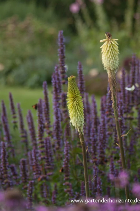 Fackellilie 3 Fackellilie