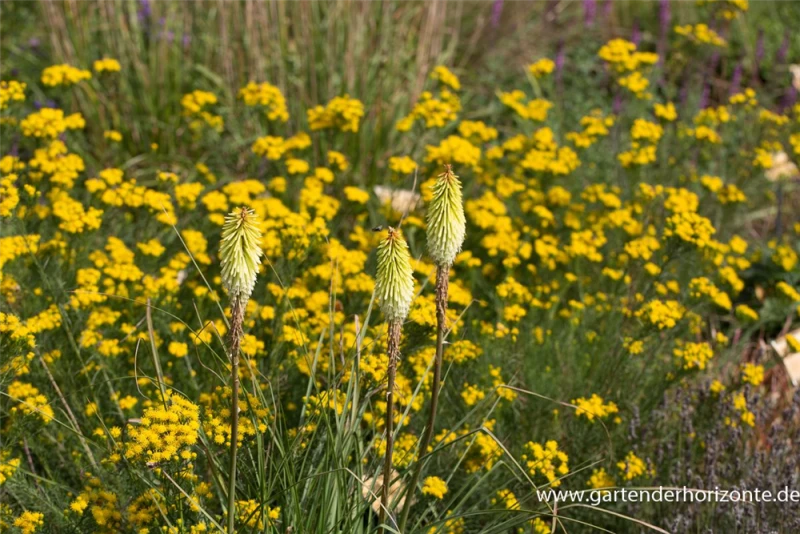 Fackellilie 4 Fackellilie – Bild 2