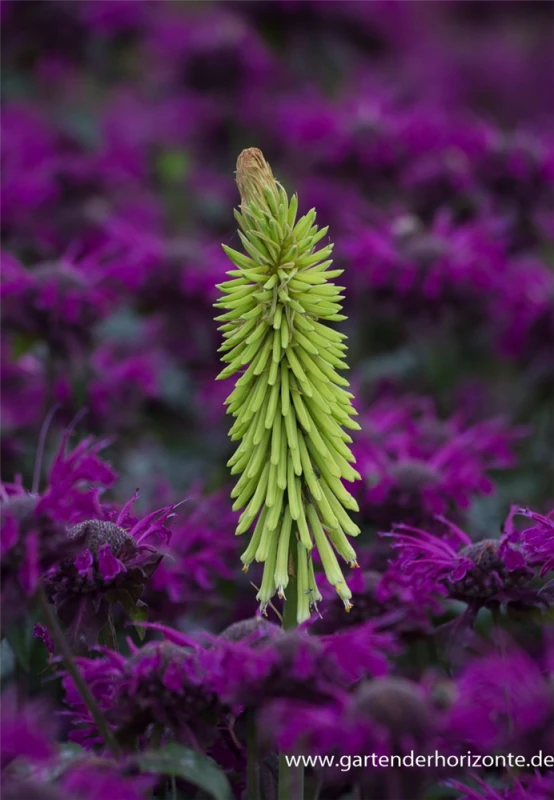 Fackellilie 5 Fackellilie – Bild 3