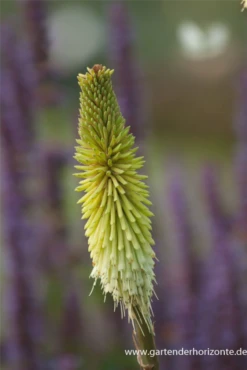 Fackellilie 13 Fackellilie -Blumen Risse Verkaufsladen P2002707 4 800x800