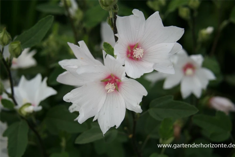 Garten-Busch-Malve „Baby Barnsley“ 3 Garten-Busch-Malve „Baby Barnsley“