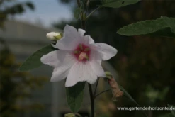 Garten-Busch-Malve „Baby Barnsley“ 9 Garten-Busch-Malve „Baby Barnsley“ -Blumen Risse Verkaufsladen P2002778 2 800x800