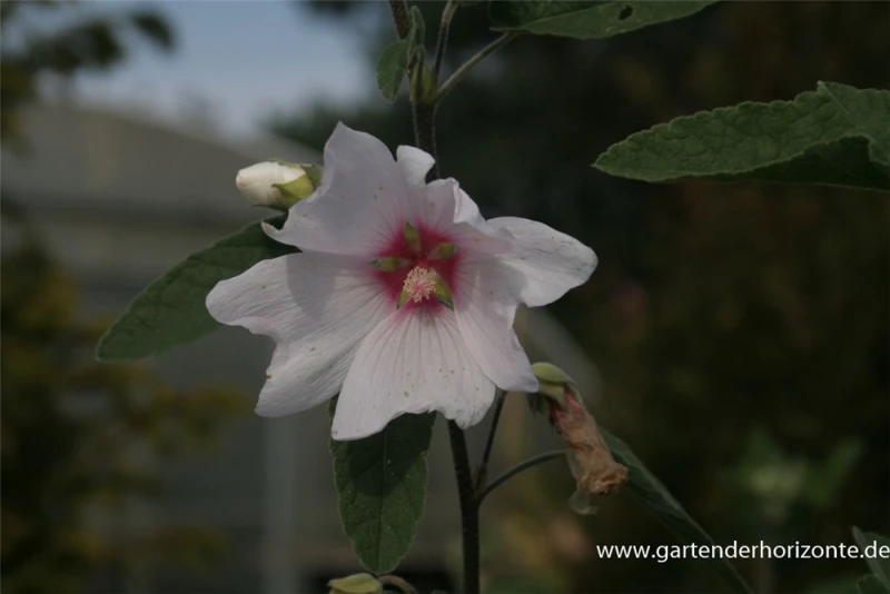 Garten-Busch-Malve „Baby Barnsley“ 4 Garten-Busch-Malve „Baby Barnsley“ – Bild 2