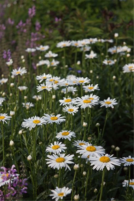 Garten-Margerite „Alaska“ 3 Garten-Margerite „Alaska“