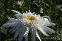 Großblumige Garten-Margerite „Christine Hagemann“ 5 Großblumige Garten-Margerite „Christine Hagemann“ – Bild 3