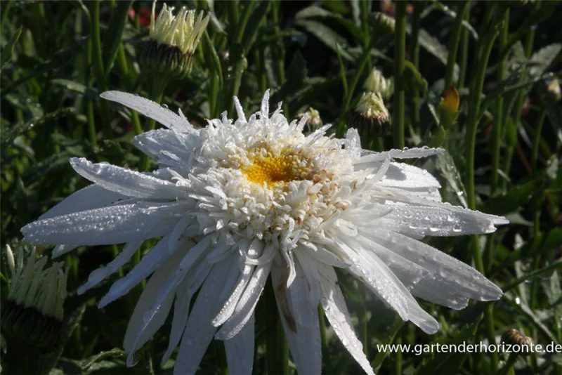 Großblumige Garten-Margerite „Christine Hagemann“ 3 Großblumige Garten-Margerite „Christine Hagemann“