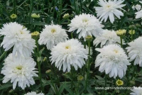 Großblumige Garten-Margerite „Eisstern“ 5 Großblumige Garten-Margerite „Eisstern“ – Bild 3