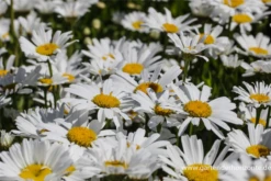 Großblumige Garten-Margerite „Gruppenstolz“ -Blumen Risse Verkaufsladen P2002817 2 800x800
