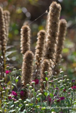Ährige Prachtscharte „Kobold“ -Blumen Risse Verkaufsladen P2002845 2 800x800