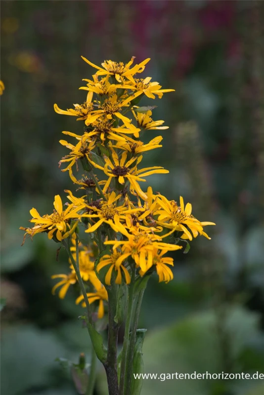 Goldkolben „Zepter“ 3 Goldkolben „Zepter“