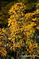 Goldkolben „Zepter“ 6 Goldkolben „Zepter“ – Bild 4