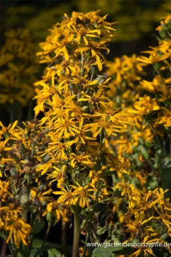 Goldkolben „Zepter“ 7 Goldkolben „Zepter“ -Blumen Risse Verkaufsladen P2002857 2 800x800