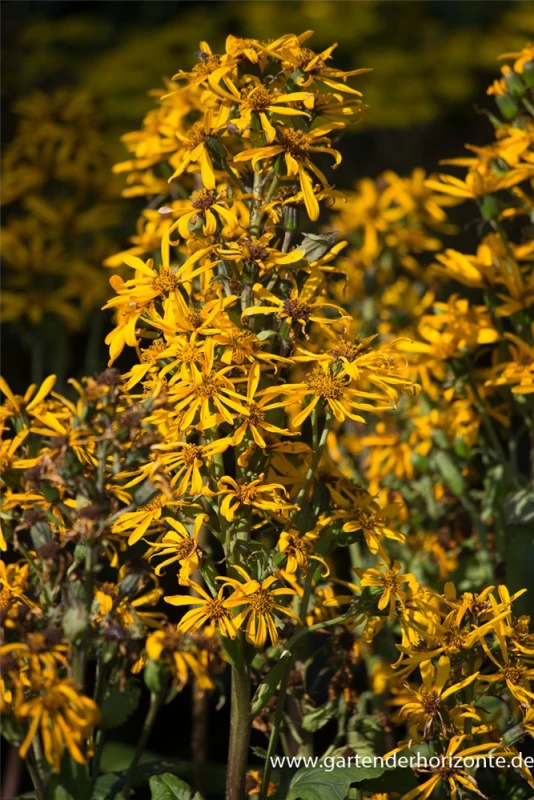 Goldkolben „Zepter“ 4 Goldkolben „Zepter“ – Bild 2