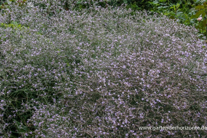Breitblättriger Steppenschleier 3 Breitblättriger Steppenschleier