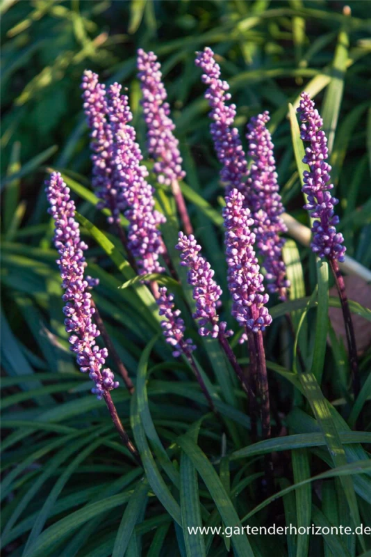 Garten-Glöckchentraube „Ingwersen“ 3 Garten-Glöckchentraube „Ingwersen“