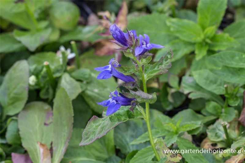 Garten-Lobelie „Blaue Auslese“ 3 Garten-Lobelie „Blaue Auslese“