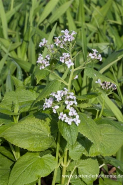 Ausdauerndes Silberblatt