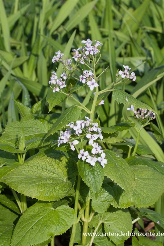Ausdauerndes Silberblatt 3 Ausdauerndes Silberblatt