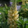 Garten-Lupine „Camelot Yellow“® 1 Garten-Lupine „Camelot Yellow“® -Blumen Risse Verkaufsladen P2002929 1 800x800