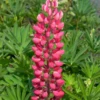 Garten-Lupine „Edelknabe“