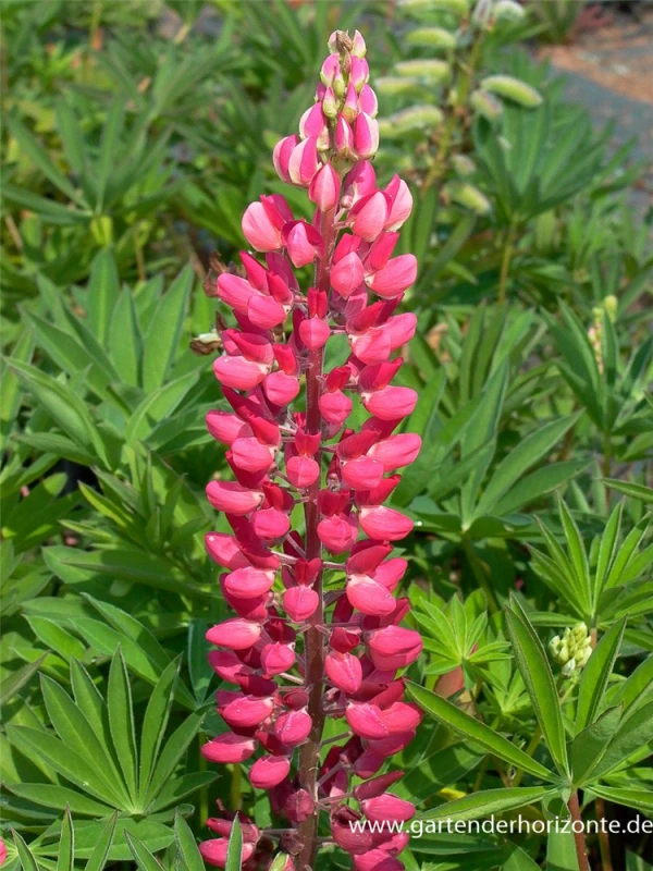 Garten-Lupine „Edelknabe“ 3 Garten-Lupine „Edelknabe“