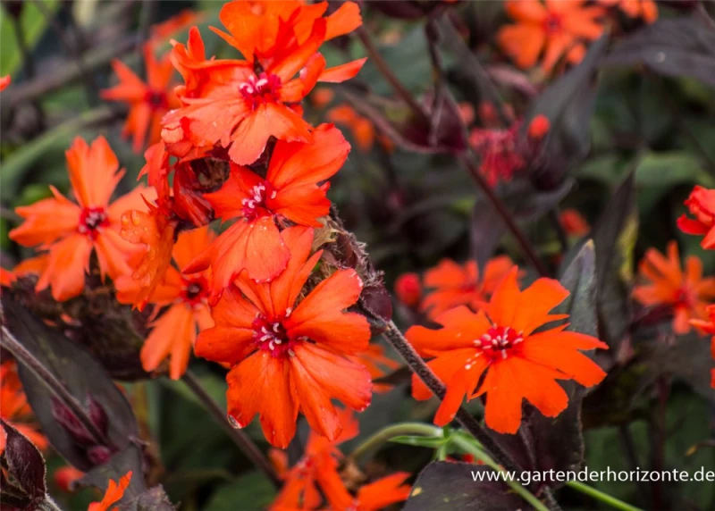 Garten-Bastard-Lichtnelke 3 Garten-Bastard-Lichtnelke