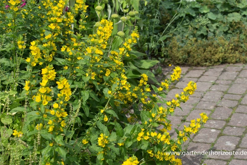 Gepunkteter Gilbweiderich 3 Gepunkteter Gilbweiderich