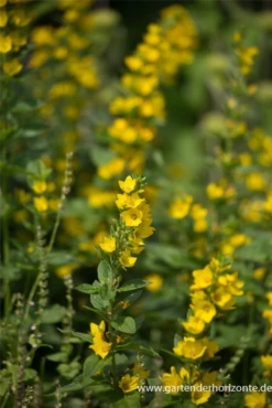 Gepunkteter Gilbweiderich 19 Gepunkteter Gilbweiderich -Blumen Risse Verkaufsladen P2002976 2 800x800