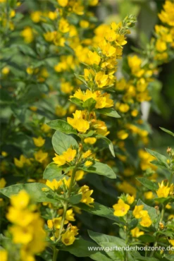 Gepunkteter Gilbweiderich 20 Gepunkteter Gilbweiderich -Blumen Risse Verkaufsladen P2002976 3 800x800