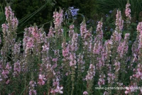 Garten-Blut-Weiderich „Blush“ 6 Garten-Blut-Weiderich „Blush“ – Bild 4