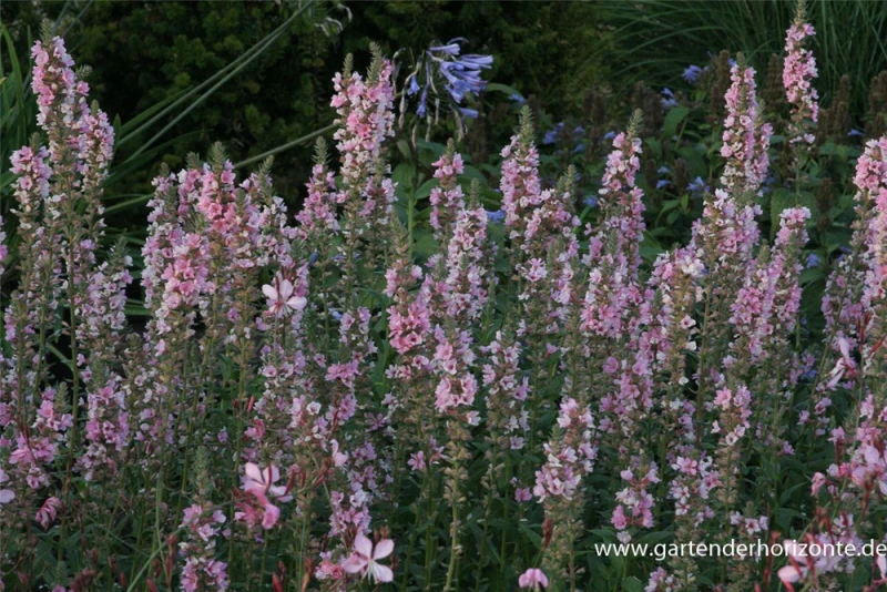 Garten-Blut-Weiderich „Blush“ 3 Garten-Blut-Weiderich „Blush“