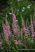 Garten-Blut-Weiderich „Blush“ 7 Garten-Blut-Weiderich „Blush“ – Bild 5