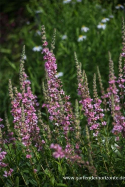 Garten-Blut-Weiderich „Blush“ 9 Garten-Blut-Weiderich „Blush“ -Blumen Risse Verkaufsladen P2002980 2 800x800