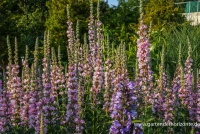 Garten-Blut-Weiderich „Blush“ 8 Garten-Blut-Weiderich „Blush“ – Bild 6