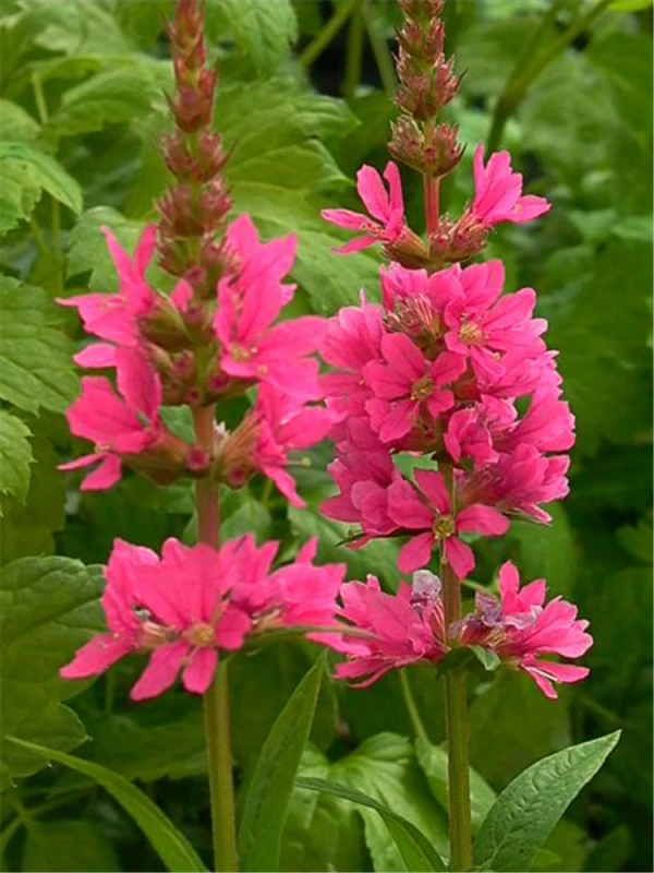 Garten-Blut-Weiderich „Robin“ 3 Garten-Blut-Weiderich „Robin“